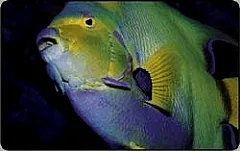 L'atollo e i suoi abitanti - Pesce Angelo Regina