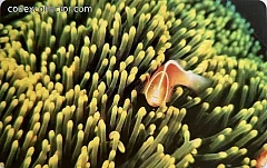 L'atollo e i suoi abitanti - Anemone Rosa (€ 2,50)