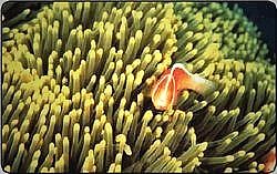 L'atollo e i suoi abitanti - Anemone Rosa