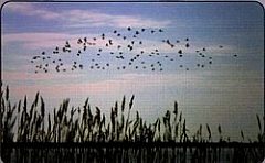 Parco Del Delta Del Po - Emilia Romagna
