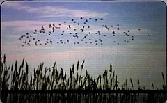 Parco Del Delta Del Po - Emilia Romagna
