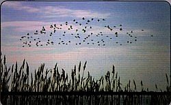 Parco Del Delta Del Po - Emilia Romagna
