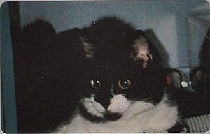 Black White cat