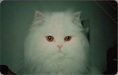 White cat