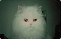 White cat