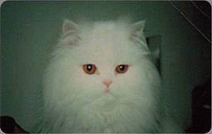 White cat