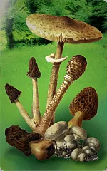 Funghi - Raccoglierli senza strapparli