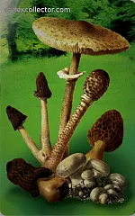 Funghi - Raccoglierli senza strapparli (€ 2)
