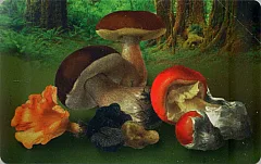 Funghi - Raccogliere solo quelli ben conservati