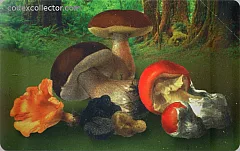 Funghi - Raccogliere solo quelli ben conservati (€ 4)