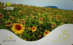 Girasoli